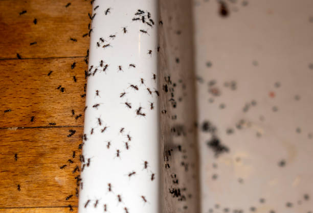 Best Emergency Pest Control  in Crainvle, IL